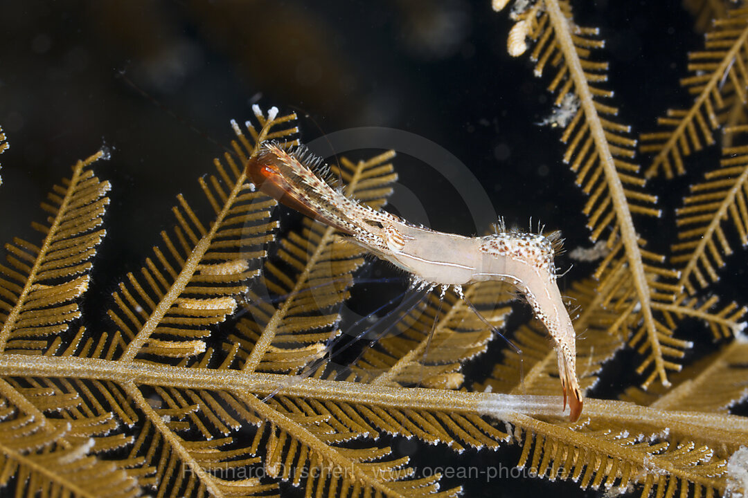 Felsengarnele, Leander plumosus, Alam Batu, Bali, Indonesien