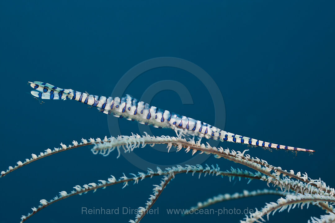 Korallengarnele, Tozeuma armatum, Alam Batu, Bali, Indonesien