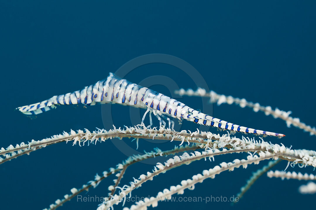 Coral Shrimp camouflaged