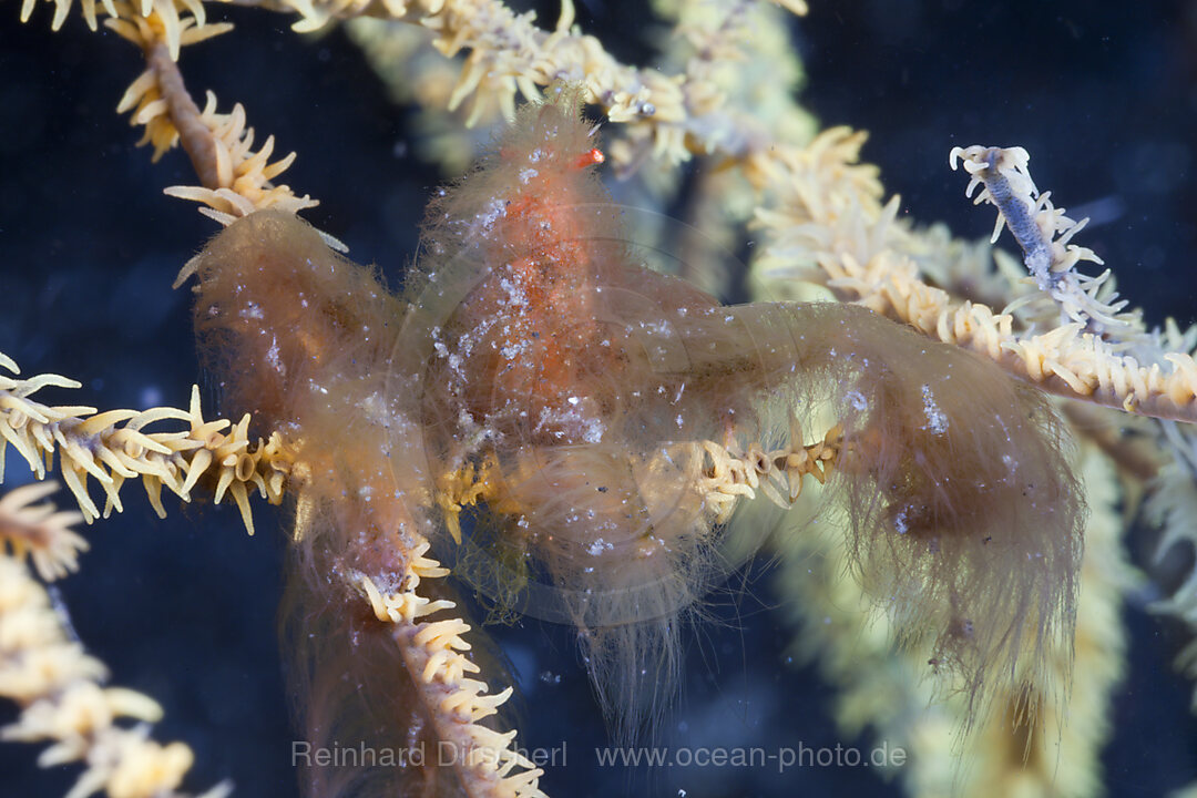 Orangutan Shrimp camouflaged