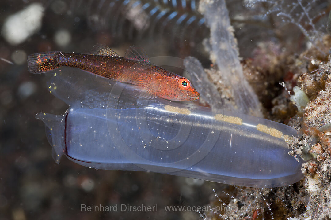 Grundel legt Eier in Seescheide, Bryaninops sp., Alam Batu, Bali, Indonesien