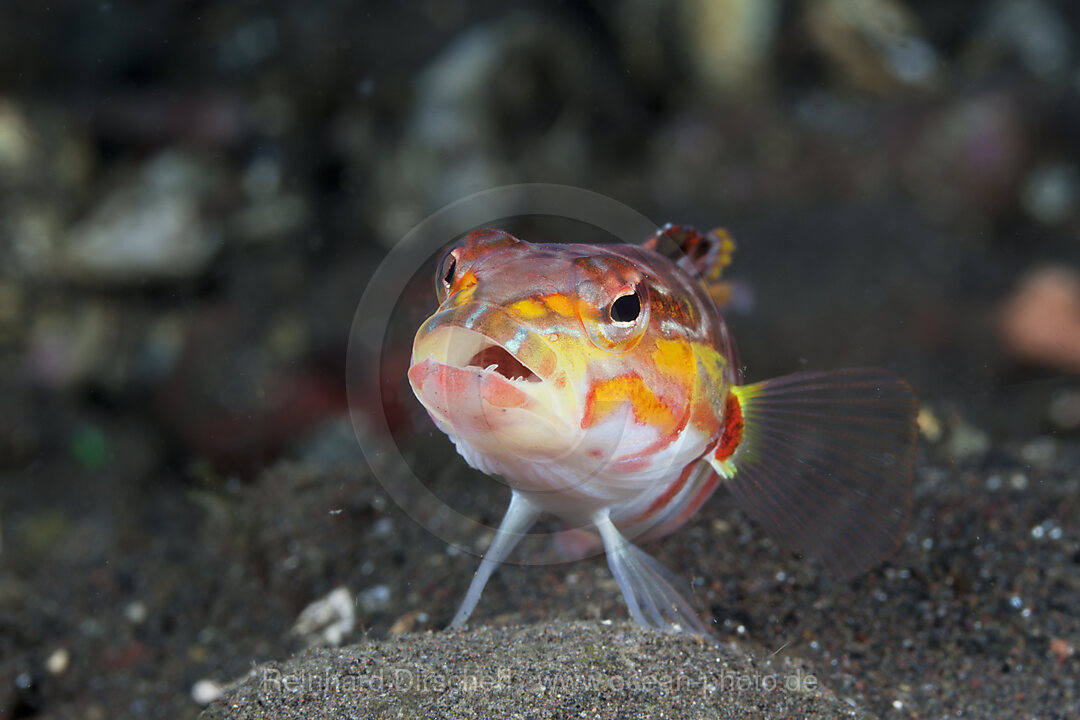 Redspotted Sandperch