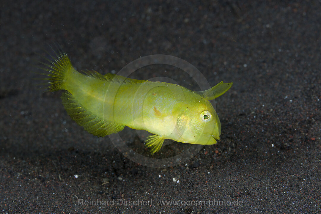 Juveniler Schermesserfisch
