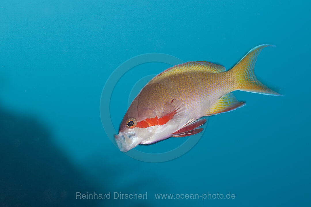 Gruener Fahnenbarsch, Maennchen, Pseudanthias huchtii, Alam Batu, Bali, Indonesien