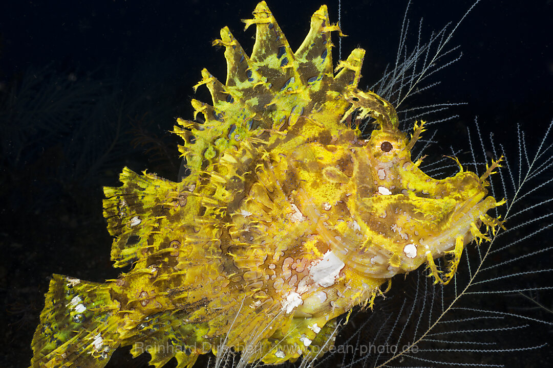 Gelber Algen-Schluckspecht, Rhinopias frondosa, Alam Batu, Bali, Indonesien