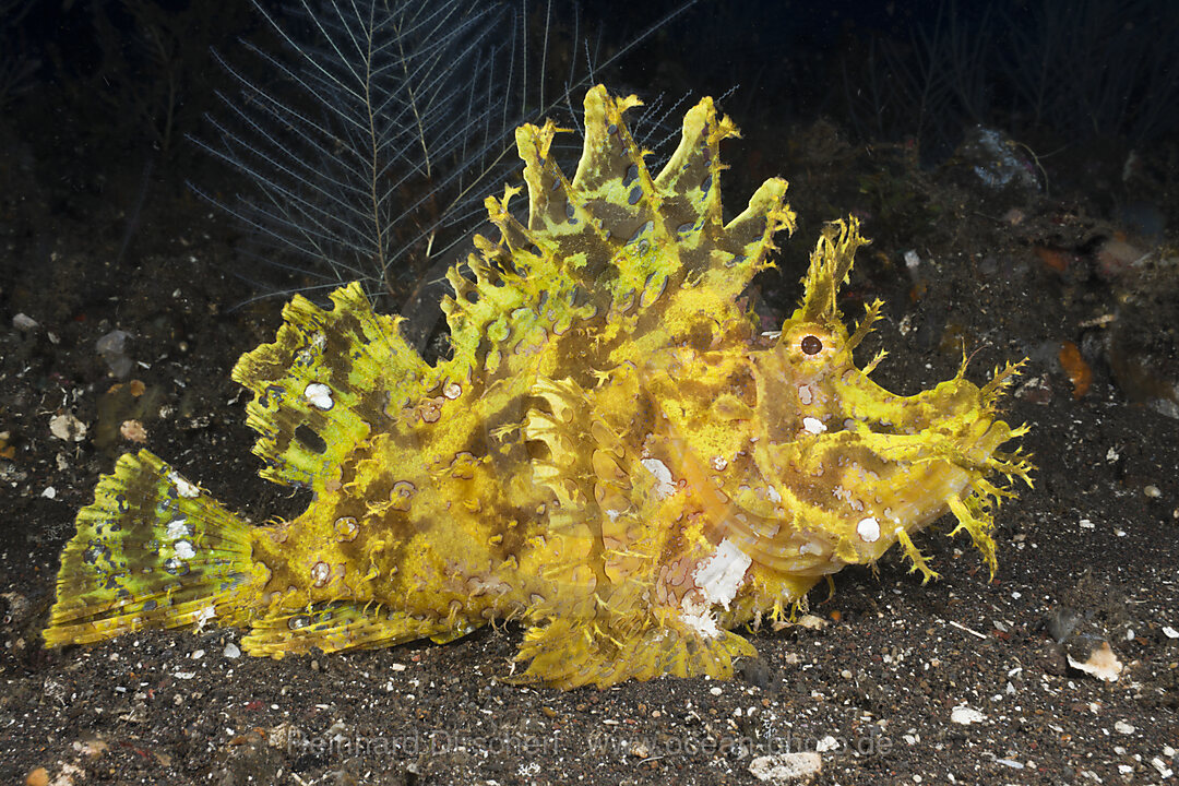 Yellow Weedy Scorpionfish