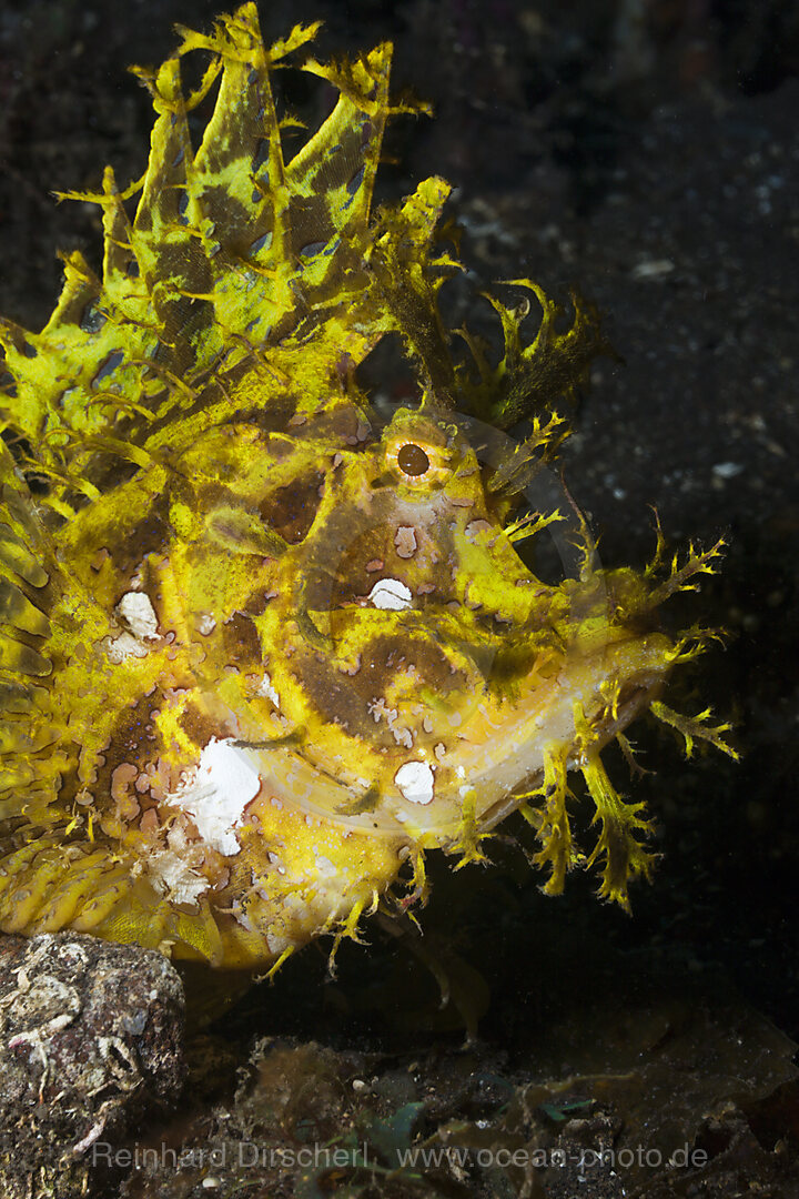 Yellow Weedy Scorpionfish