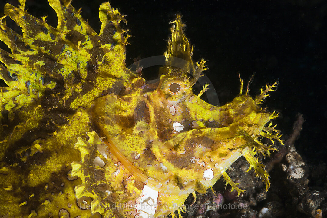 Yellow Weedy Scorpionfish