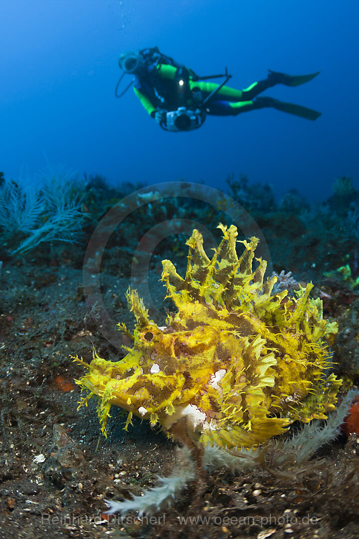 Gelber Algen-Schluckspecht, Rhinopias frondosa, Alam Batu, Bali, Indonesien