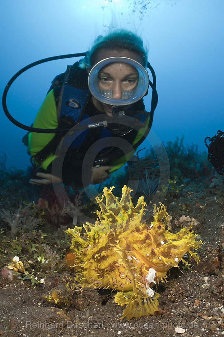 Yellow Weedy Scorpionfish