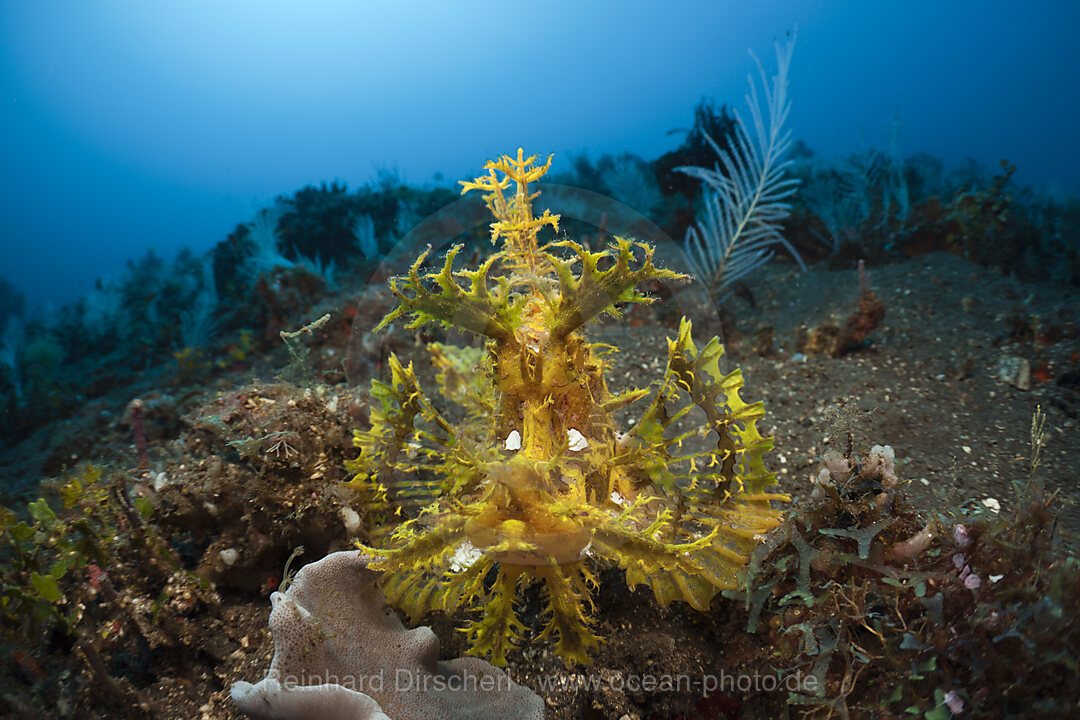 Gelber Algen-Schluckspecht, Rhinopias frondosa, Alam Batu, Bali, Indonesien