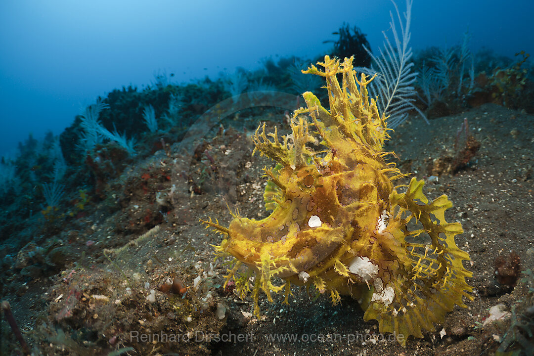 Yellow Weedy Scorpionfish