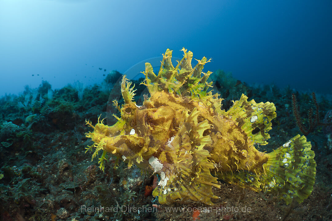 Yellow Weedy Scorpionfish