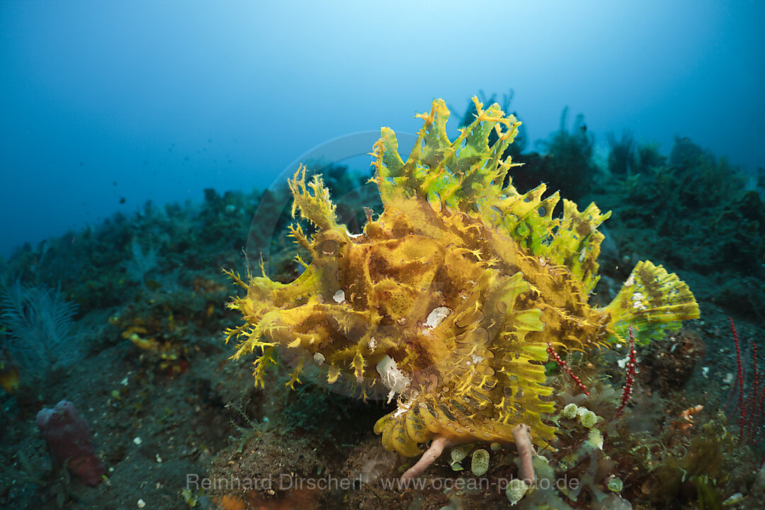Yellow Weedy Scorpionfish