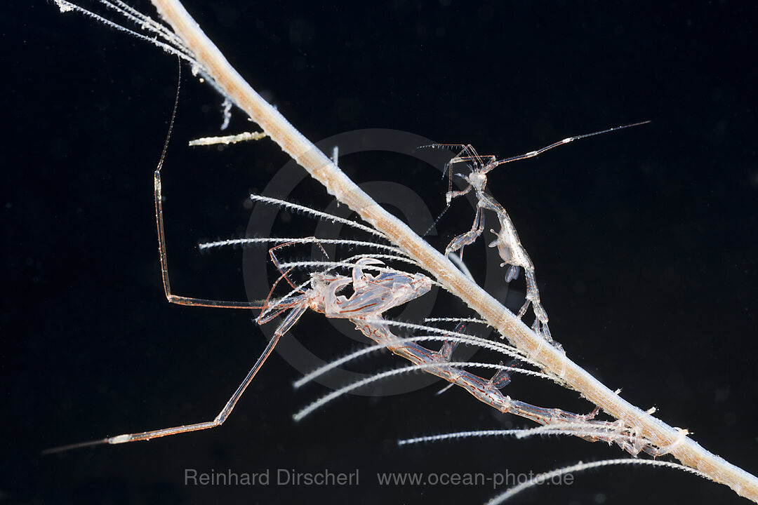 Two Skeleton Shrimps