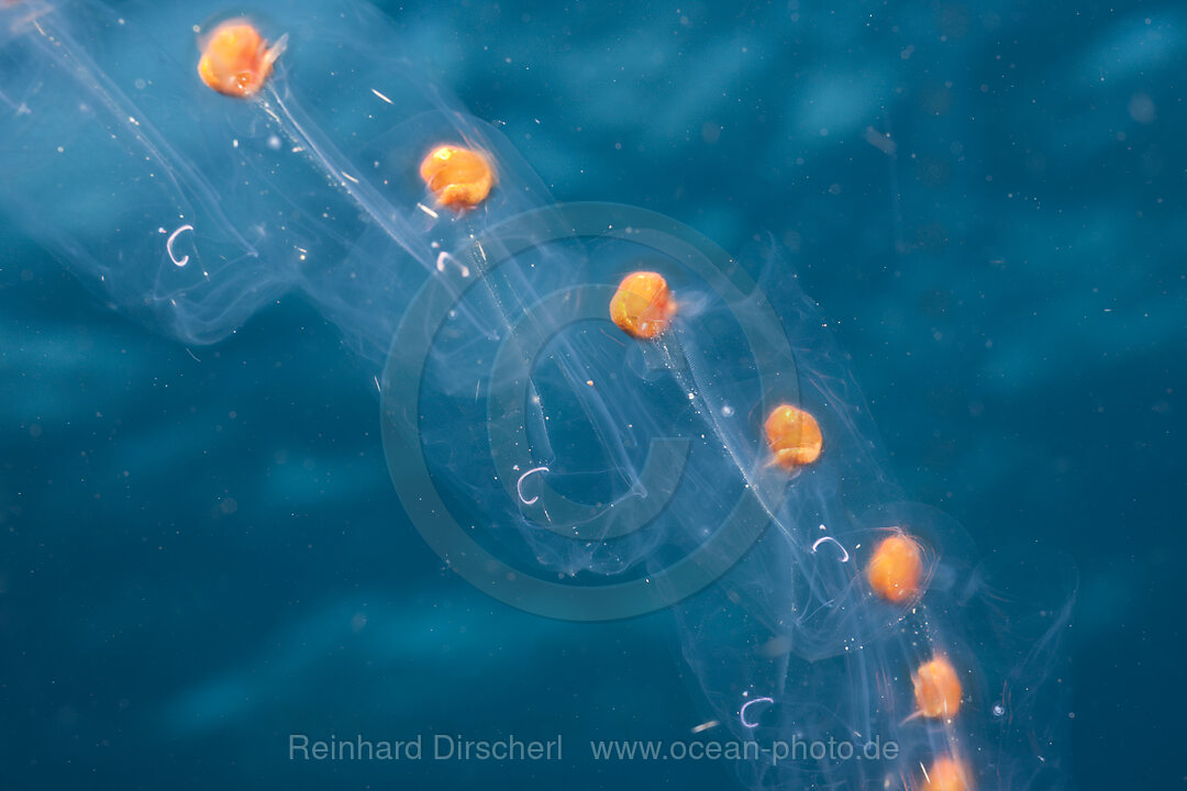 Chain of Salps