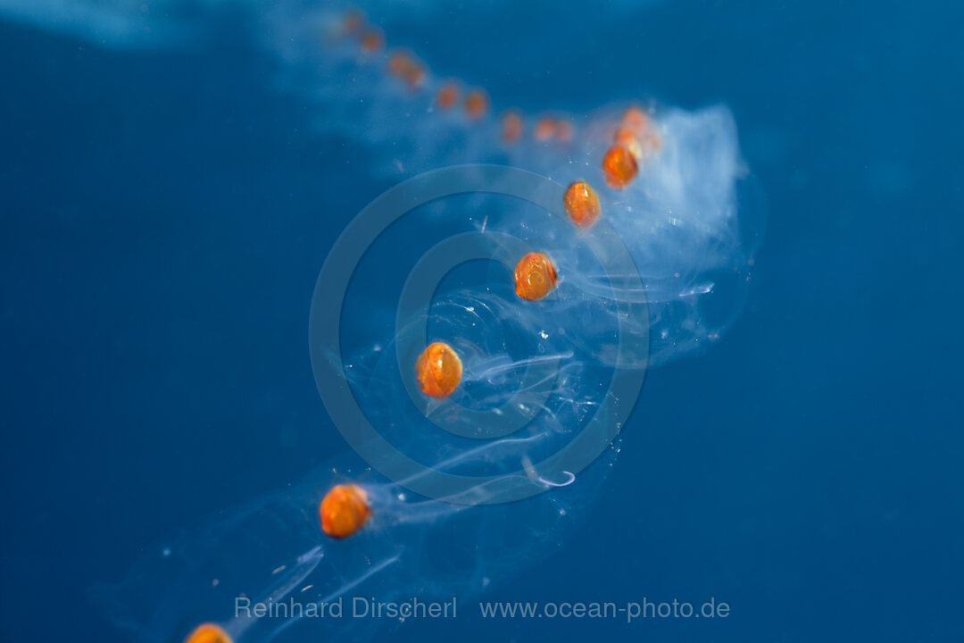 Chain of Salps