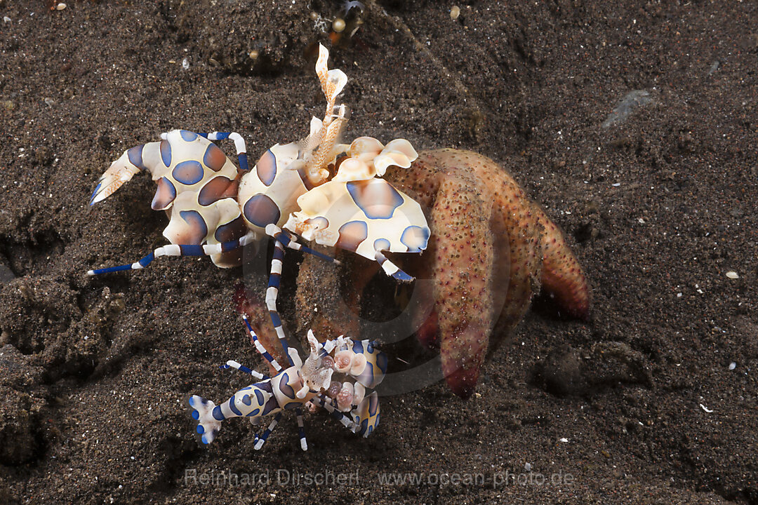 Harlekingarnelen mit Seestern, Hymenocera elegans, Alam Batu, Bali, Indonesien