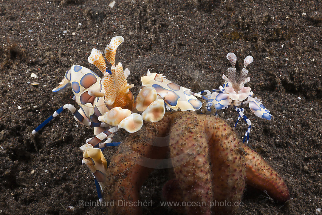 Harlekingarnelen mit Seestern, Hymenocera elegans, Alam Batu, Bali, Indonesien