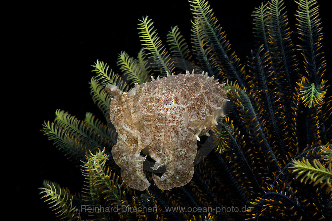 Cuttlefish in Crinoid, Sepia sp., Alam Batu, Bali, Indonesia