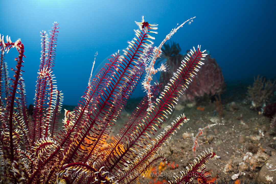 Zwei Harlekin-Geisterpfeifenfische in Federstern, Solenostomus paradoxus, Alam Batu, Bali, Indonesien