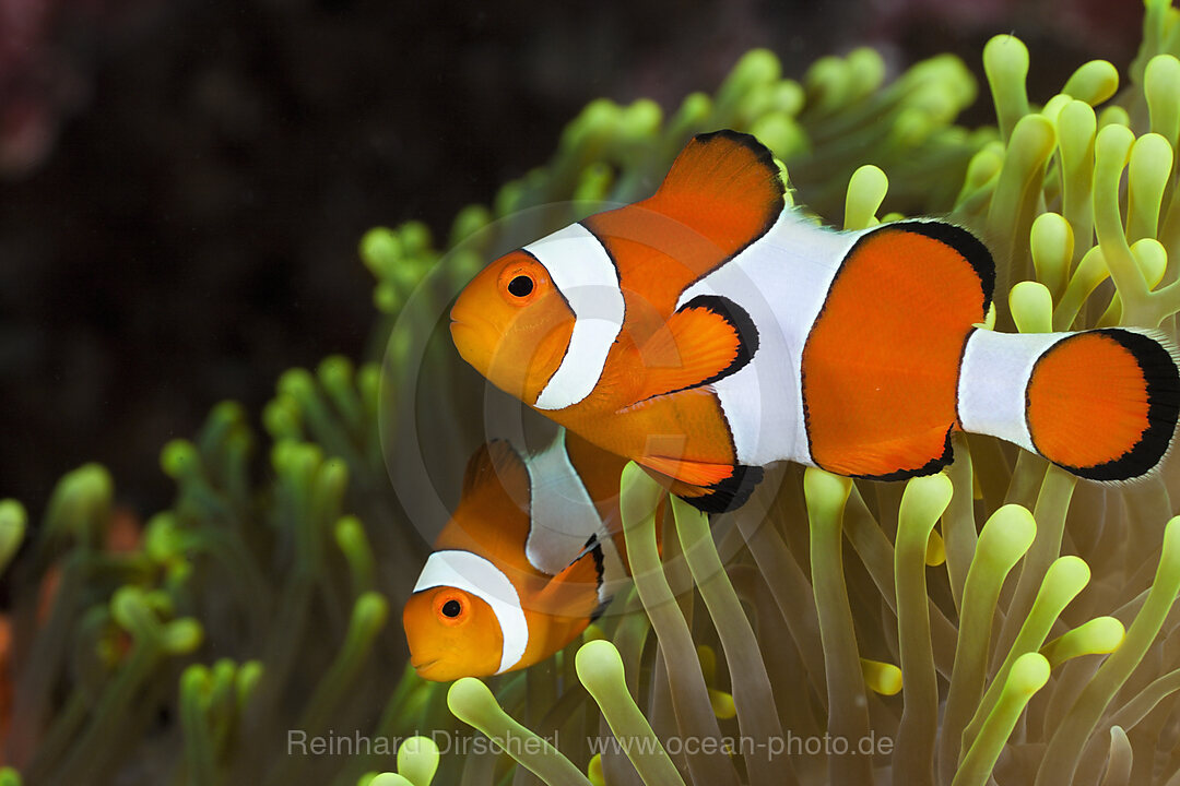 Clown-Anemonenfische
