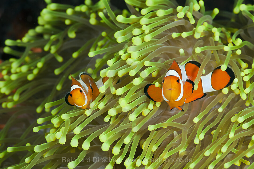 Clown Anemonefish