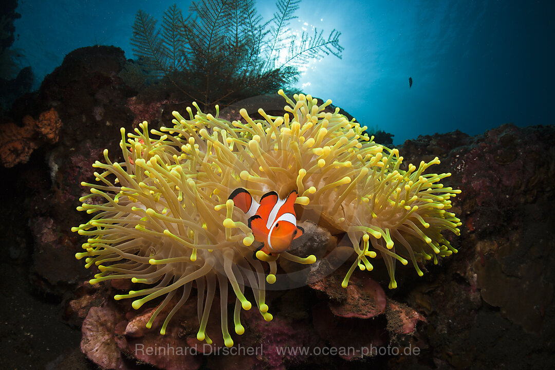 Clown-Anemonenfisch, Amphiprion percula, Alam Batu, Bali, Indonesien