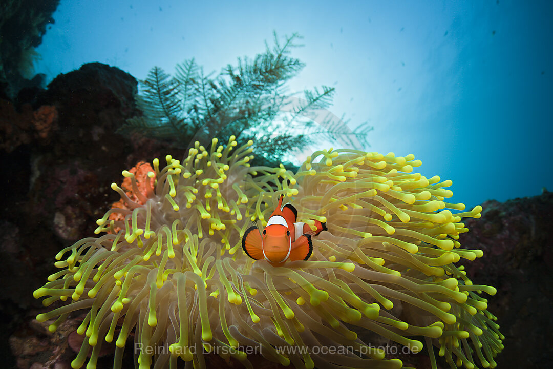 Clown-Anemonenfisch, Amphiprion percula, Alam Batu, Bali, Indonesien