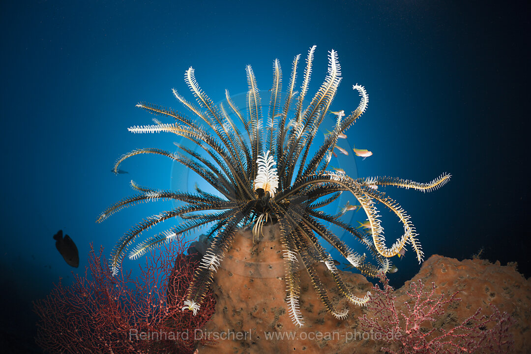 Haarstern am Riff, Comantheria sp., Alam Batu, Bali, Indonesien