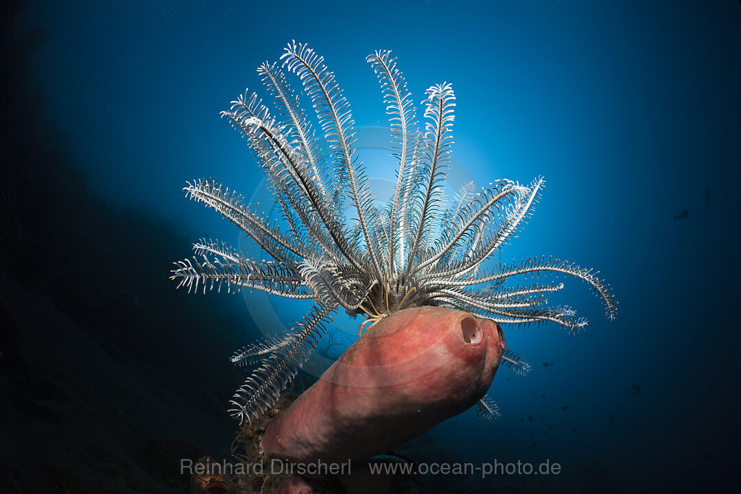 Featherstar in Coral Reef