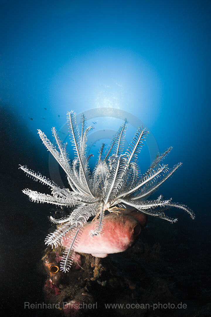 Featherstar in Coral Reef