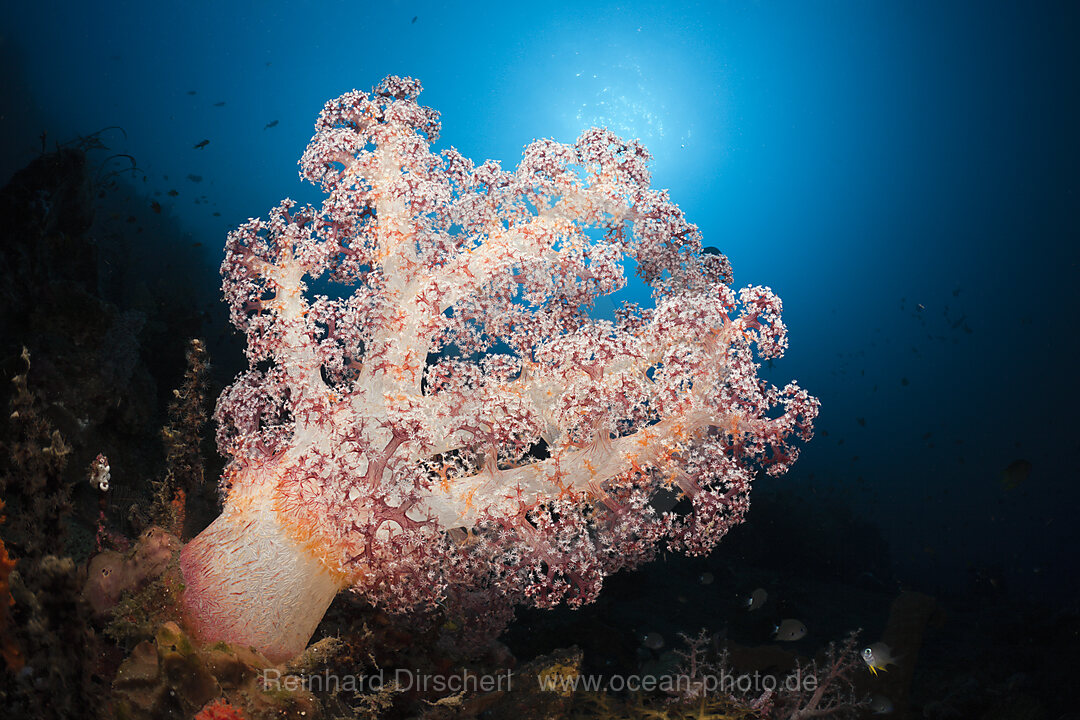 Red Soft Coral