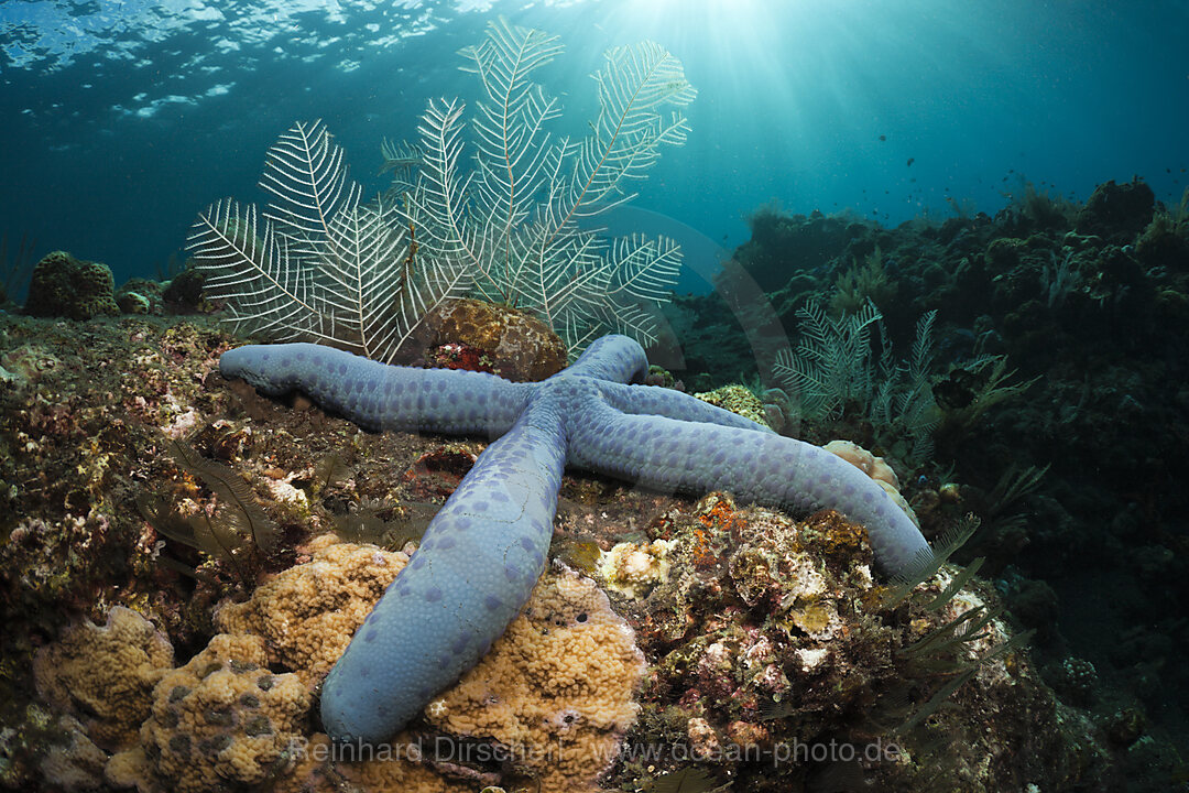Blue Starfish in Coral Reef
