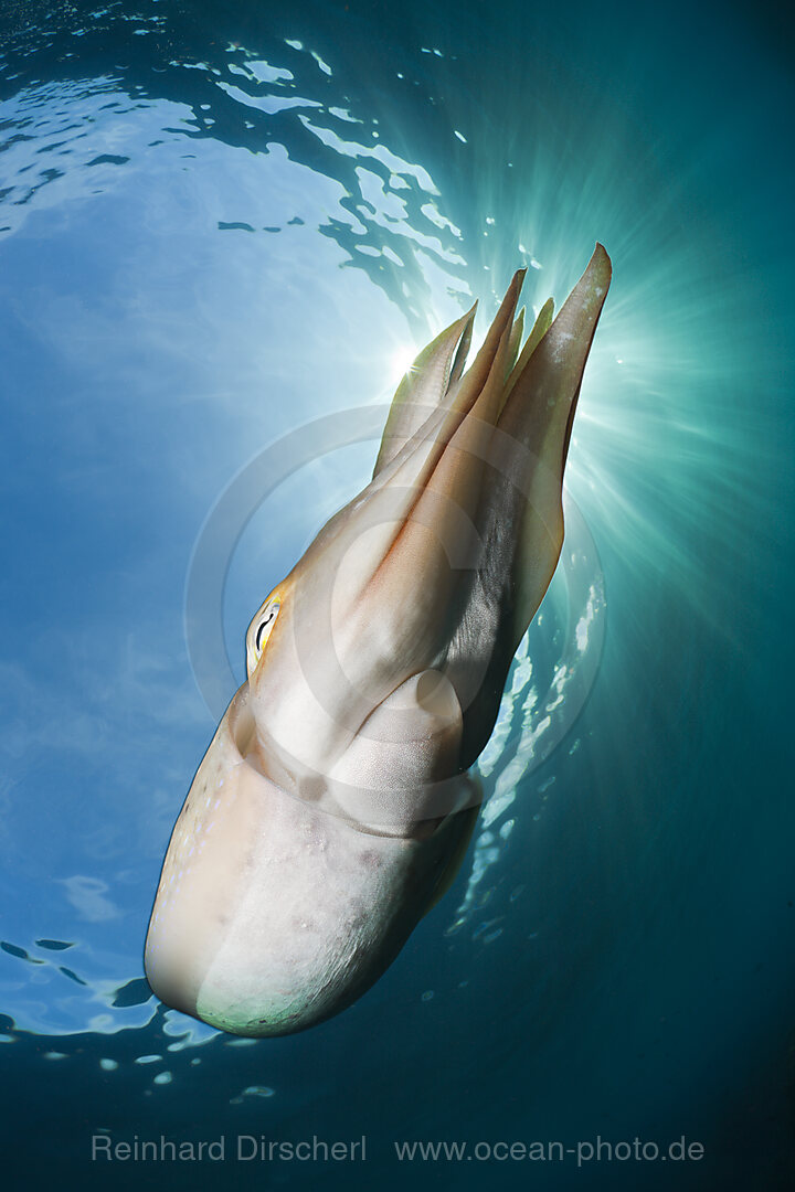 Broadclub Cuttlefish