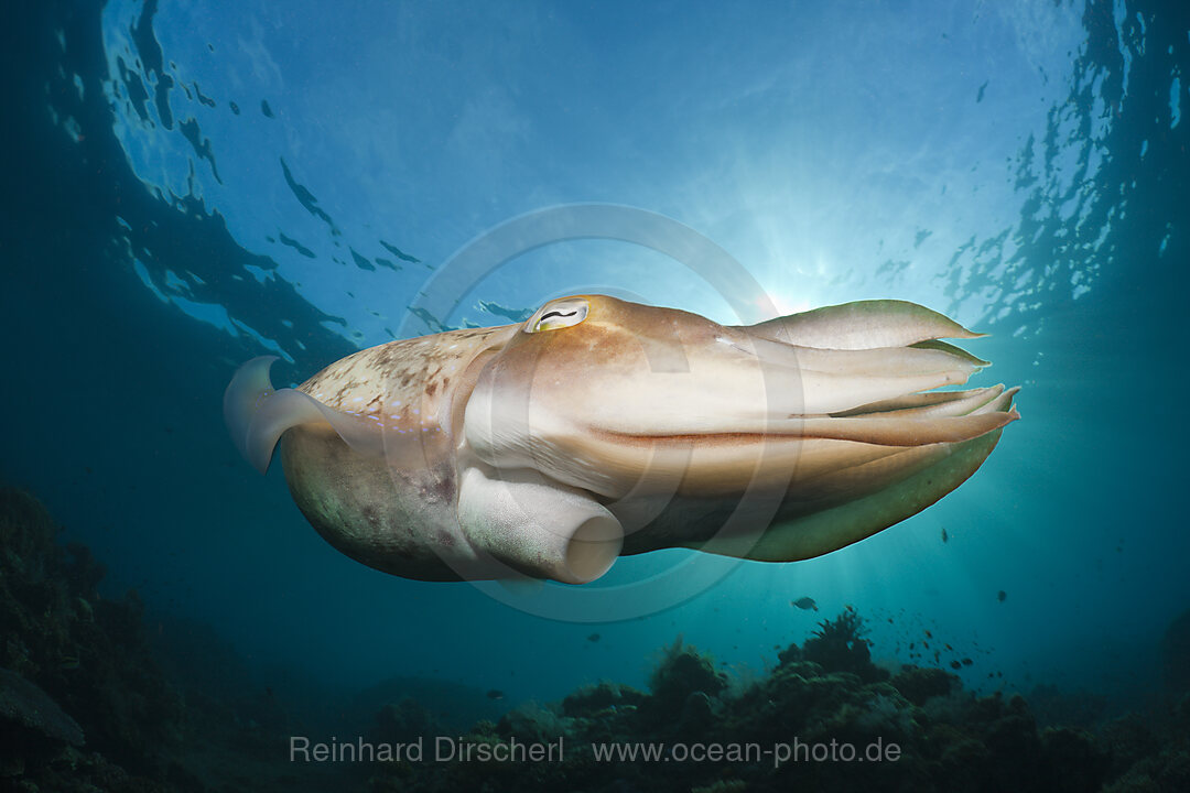 Breitkeulen-Sepie, Sepia latimanus, Alam Batu, Bali, Indonesien