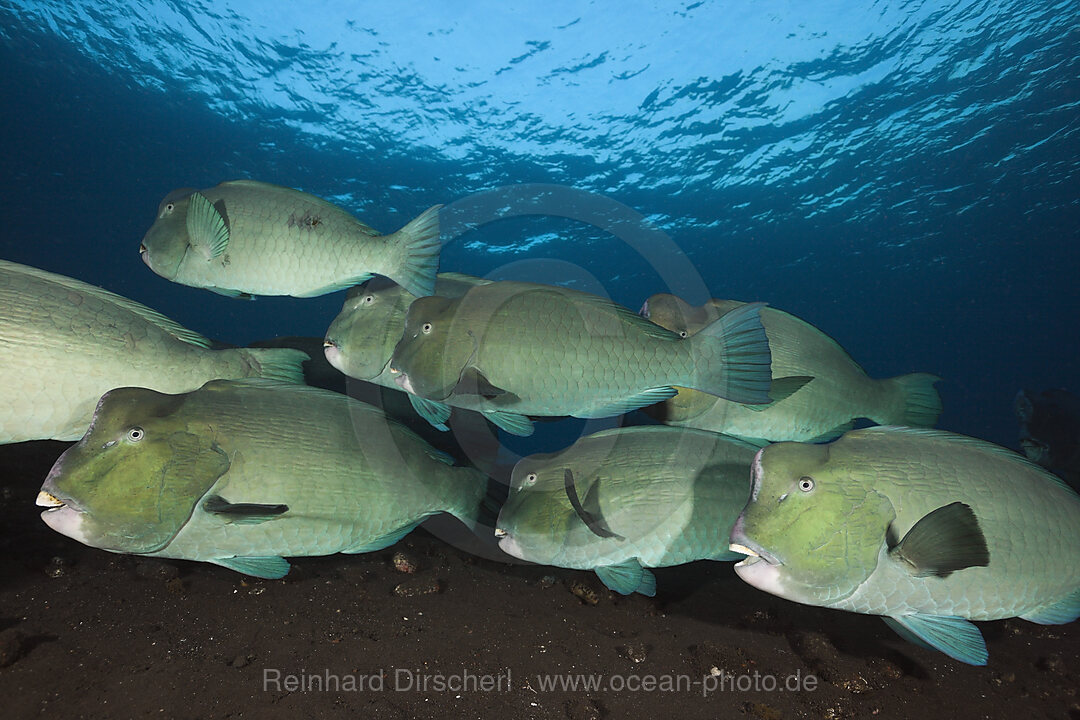 Gruppe Bueffelkopf-Papageifische, Bolbometopon muricatum, Tulamben, Bali, Indonesien