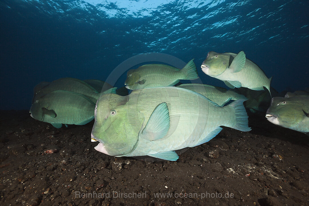 Group of Bumphead Parrotfish