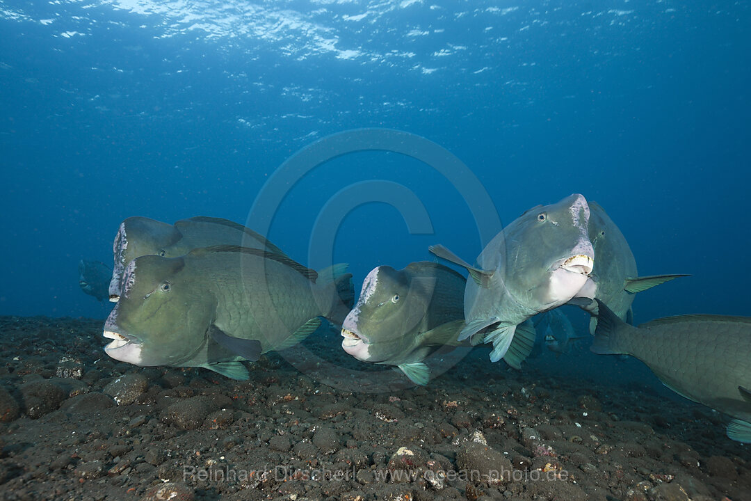 Group of Bumphead Parrotfish