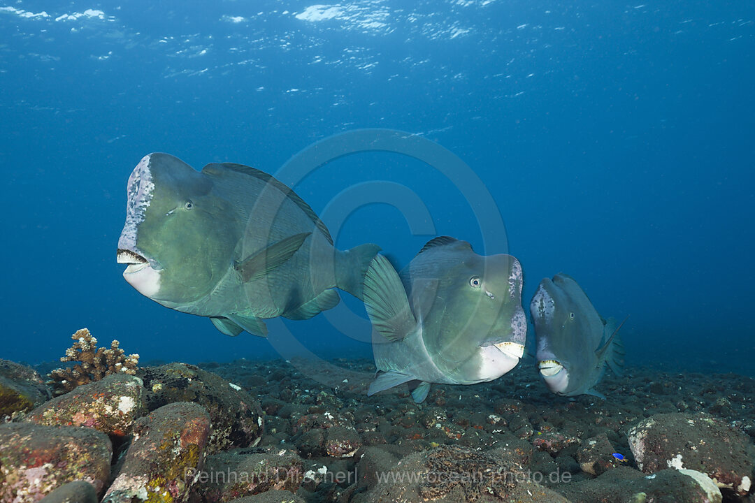 Group of Bumphead Parrotfish