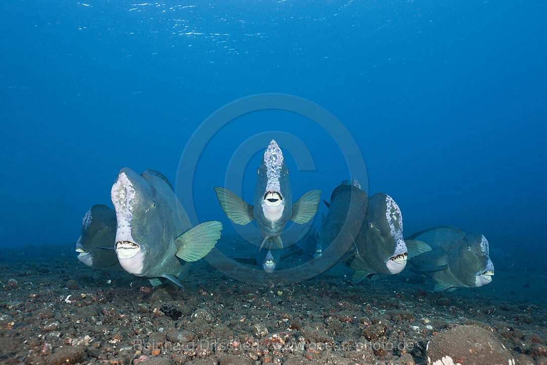 Gruppe Bueffelkopf-Papageifische, Bolbometopon muricatum, Tulamben, Bali, Indonesien