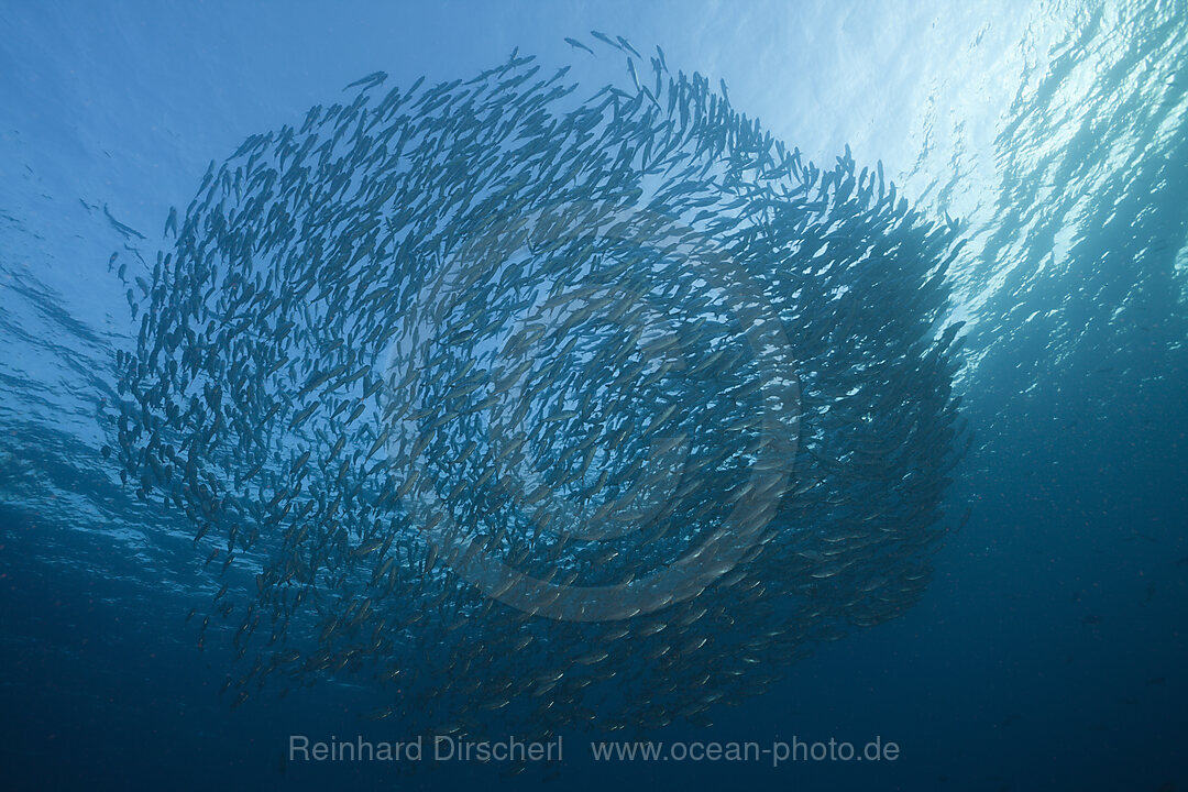 Schwarm Grossaugen-Stachelmakrelen, Caranx sexfasciatus, Tulamben, Bali, Indonesien