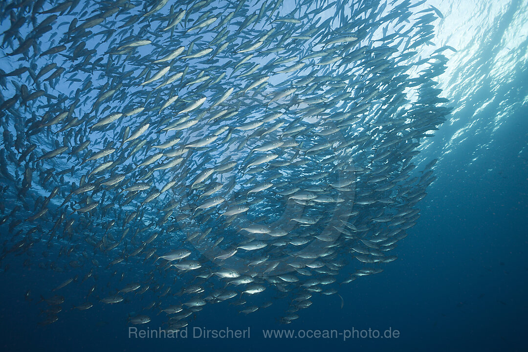 Schwarm Grossaugen-Stachelmakrelen, Caranx sexfasciatus, Tulamben, Bali, Indonesien