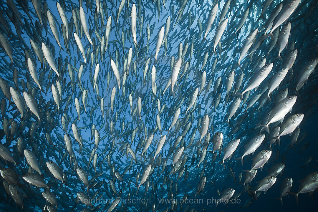 Schwarm Grossaugen-Stachelmakrelen, Caranx sexfasciatus, Tulamben, Bali, Indonesien