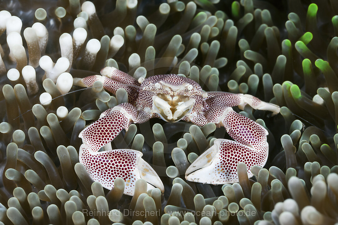 Porzellankrebs in Anemone, Neopetrolisthes maculatus, Alam Batu, Bali, Indonesien