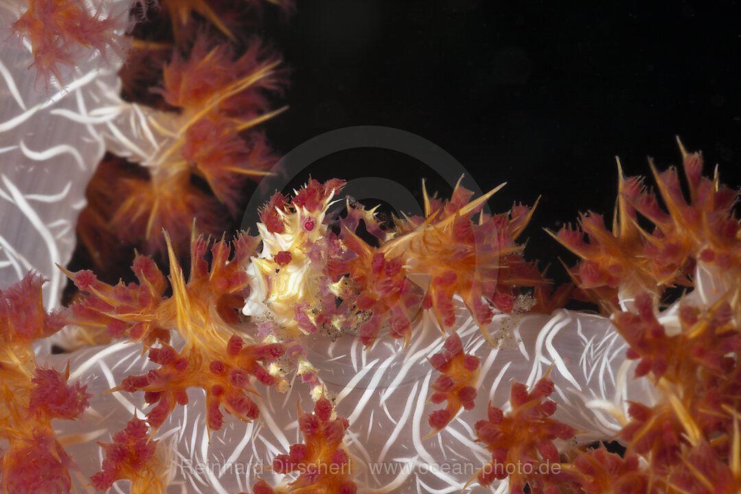 Weichkorallen-Spinnenkrabbe, Hoplophrys oatesii, Alam Batu, Bali, Indonesien