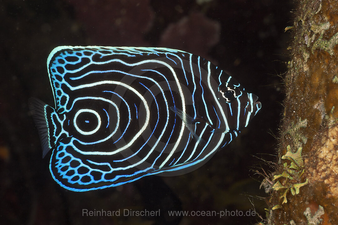 Juvenile Emperor Angelfish