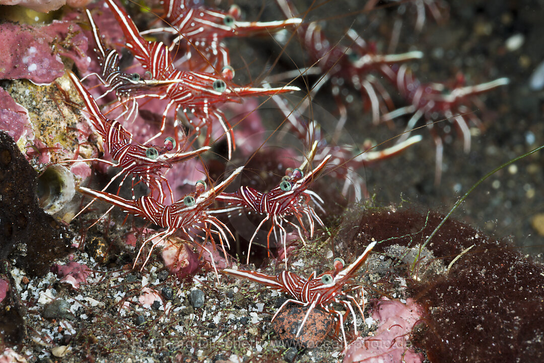 Durban Dancing Shrimps, Rhynchocinetes durbanensis, Alam Batu, Bali, Indonesia