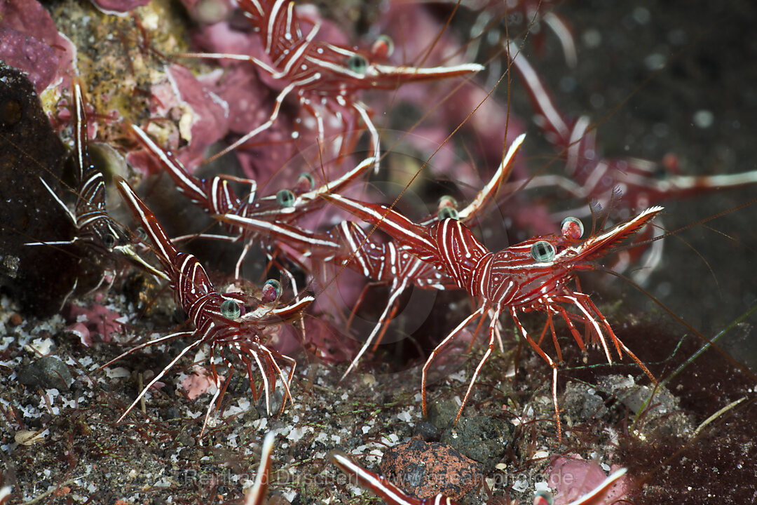 Durban Dancing Shrimps