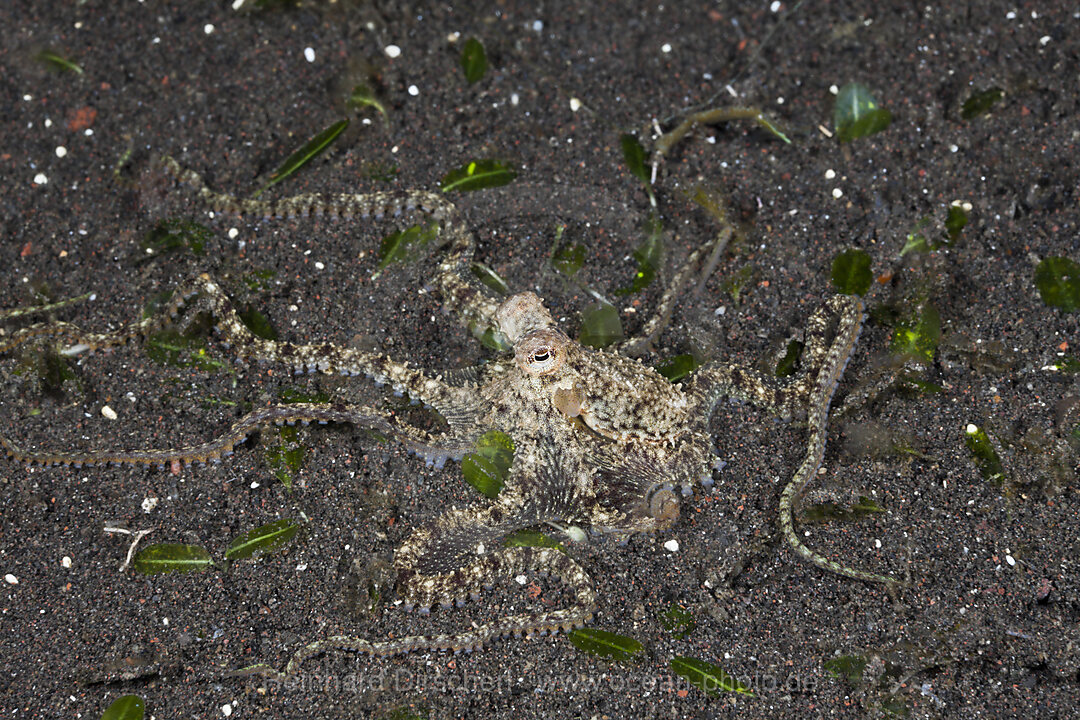 Longarmed Octopus